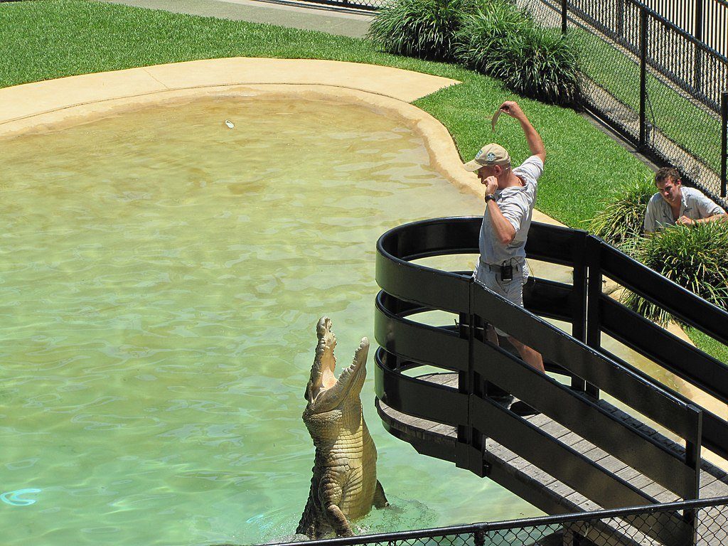 Crocodile at Australia Zoo